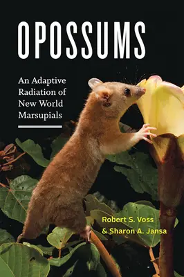 Opossums : Une radiation adaptative des marsupiaux du Nouveau Monde - Opossums: An Adaptive Radiation of New World Marsupials