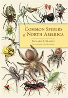 Araignées communes d'Amérique du Nord - Common Spiders of North America