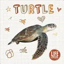 Tortue - Turtle