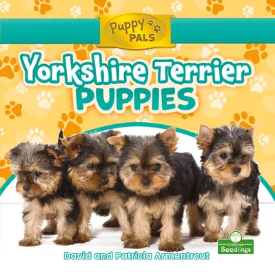 Chiots Yorkshire Terrier - Yorkshire Terrier Puppies