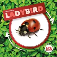 Coccinelle - Ladybird