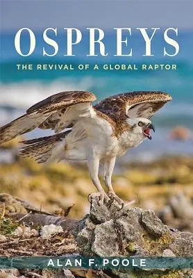 Balbuzards : La renaissance d'un rapace mondial - Ospreys: The Revival of a Global Raptor