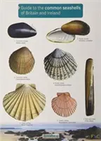 Guide des coquillages communs de Grande-Bretagne et d'Irlande - Guide to the Common Seashells of Britain and Ireland