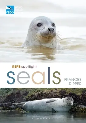 Phoques Spotlight Rspb - Rspb Spotlight Seals
