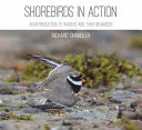 Les oiseaux de rivage en action - Shorebirds in Action