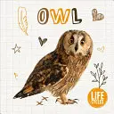 Hibou - Owl