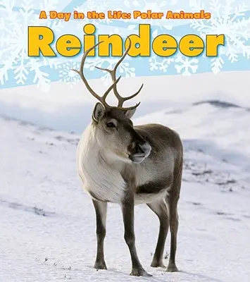 Renne - Reindeer