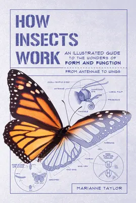 Comment fonctionnent les insectes : Un guide illustré des merveilles de la forme et de la fonction, des antennes aux ailes - How Insects Work: An Illustrated Guide to the Wonders of Form and Function--From Antennae to Wings