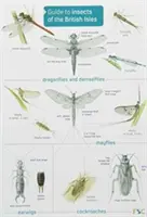 Guide des insectes des îles britanniques - Guide to Insects of the British Isles