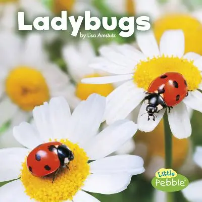 Coccinelles - Ladybugs