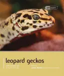 Gecko léopard - Leopard Gecko