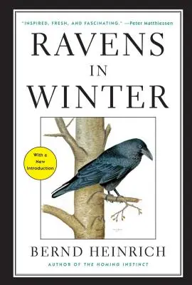 Les corbeaux en hiver - Ravens in Winter