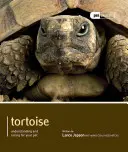 Tortue - Tortoise