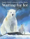 En attendant la glace - Waiting for Ice