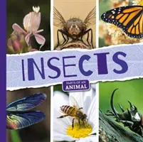 Insectes - Insects