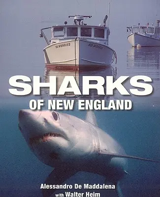 Requins de Nouvelle-Angleterre - Sharks of New England