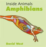 Amphibiens - Amphibians