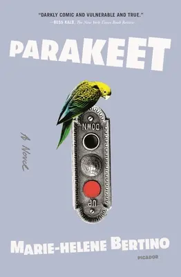 Perruche - Parakeet