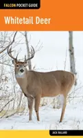 Le cerf de Virginie - Whitetail Deer