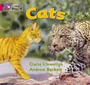 Chats - Cats