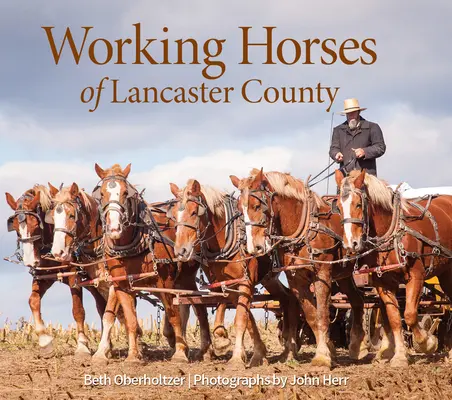 Les chevaux de trait du comté de Lancaster - Working Horses of Lancaster County