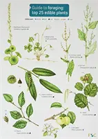 Guide de la cueillette : Les 25 meilleures plantes comestibles - Guide to Foraging: Top 25 Edible Plants