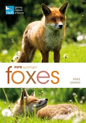 Rspb Spotlight : Renards - Rspb Spotlight: Foxes
