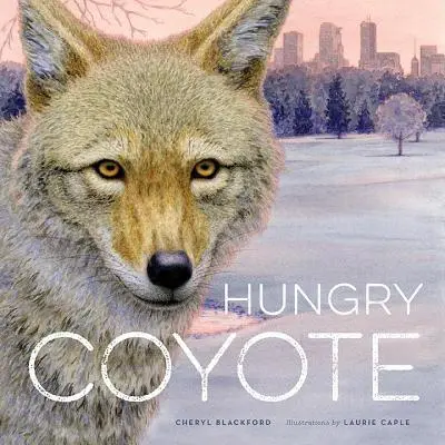 Coyote affamé - Hungry Coyote