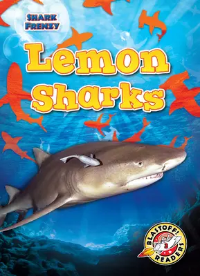 Requin citron - Lemon Sharks