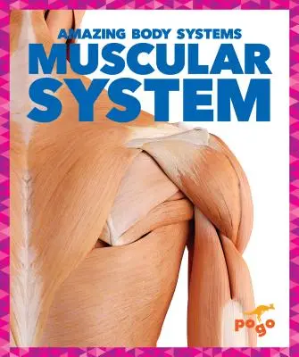 Système musculaire - Muscular System