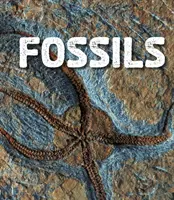 Fossiles - Fossils