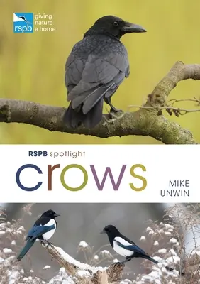 Rspb Spotlight : Les corbeaux - Rspb Spotlight Crows