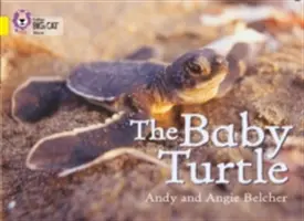 Le bébé tortue - The Baby Turtle