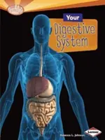 Votre système digestif - Your Digestive System