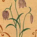 Le bonnet de nuit du jardinier - Gardener's Nightcap