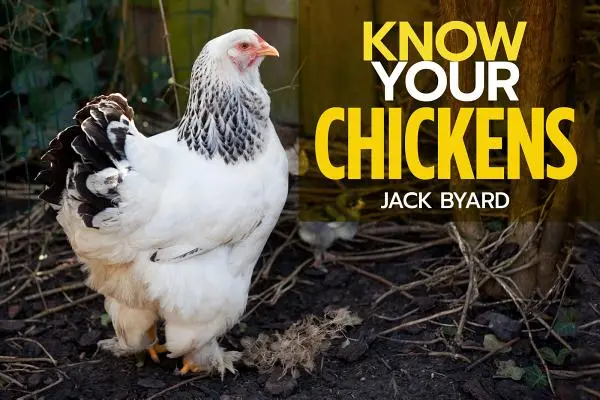 Connaître ses poules - Know Your Chickens