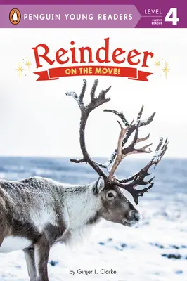 Les rennes : En mouvement ! - Reindeer: On the Move!