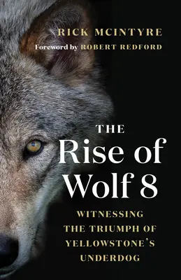 L'ascension du loup 8 : Le triomphe de l'outsider de Yellowstone - The Rise of Wolf 8: Witnessing the Triumph of Yellowstone's Underdog