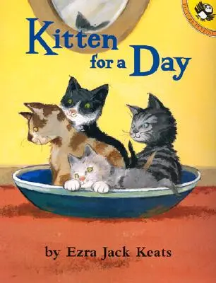 Chaton d'un jour - Kitten for a Day