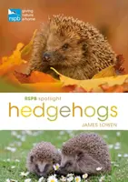 Hedgehogs Spotlight de la RSPB - RSPB Spotlight Hedgehogs