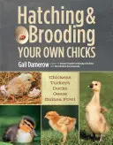 L'éclosion et la couvaison de vos propres poussins : Poulets, dindes, canards, oies, pintades - Hatching & Brooding Your Own Chicks: Chickens, Turkeys, Ducks, Geese, Guinea Fowl