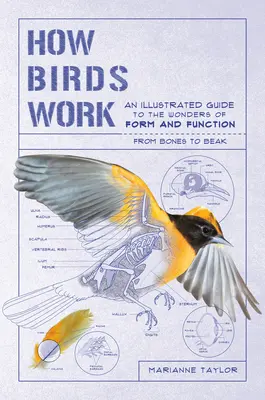 Le fonctionnement des oiseaux : Guide illustré des merveilles de la forme et de la fonction - des os au bec - How Birds Work: An Illustrated Guide to the Wonders of Form and Function--From Bones to Beak