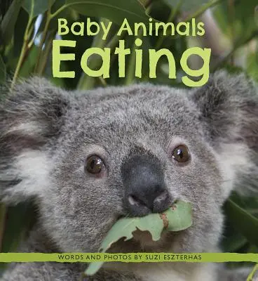 Bébés animaux mangeant - Baby Animals Eating