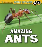 Des fourmis étonnantes - Amazing Ants