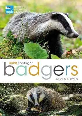 Rspb Spotlight : Les blaireaux - Rspb Spotlight: Badgers