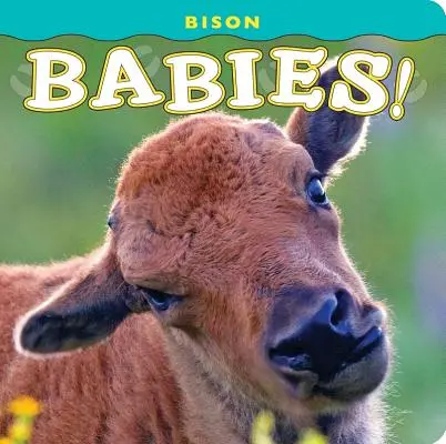 Les bébés bisons ! - Bison Babies!