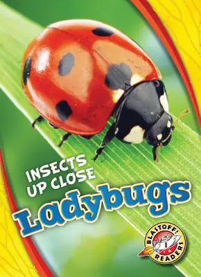 Coccinelles - Ladybugs