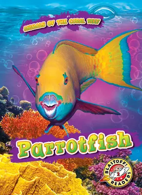 Poisson-perroquet - Parrotfish