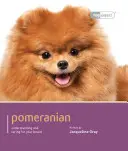 Poméranien - Pomeranian