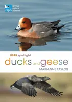 Rspb Plein feux sur les canards et les oies - Rspb Spotlight Ducks and Geese